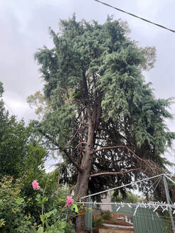 Arizona Cypress which was removed by Pro Arb Trees
