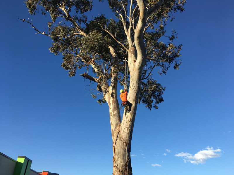 Pro ARB Trees, Canberra Tree removal specialists, climbing a tree with chainsaw