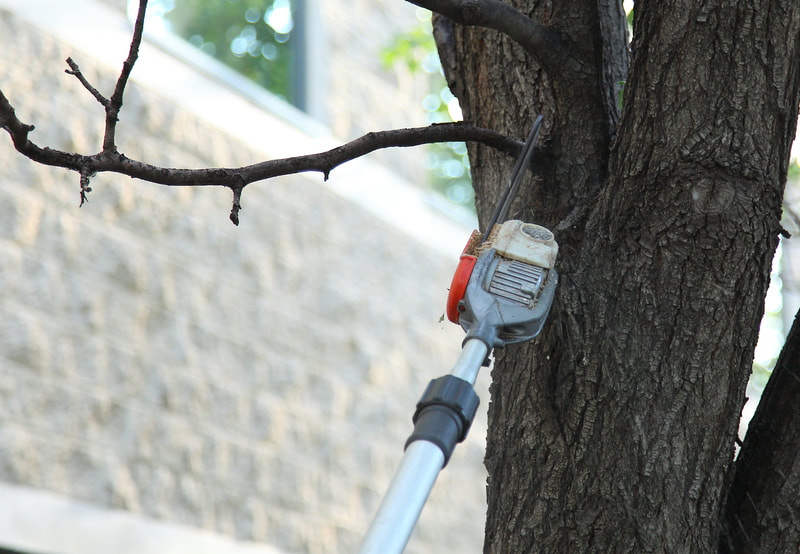 Tree pruning in Canberra – pole saws