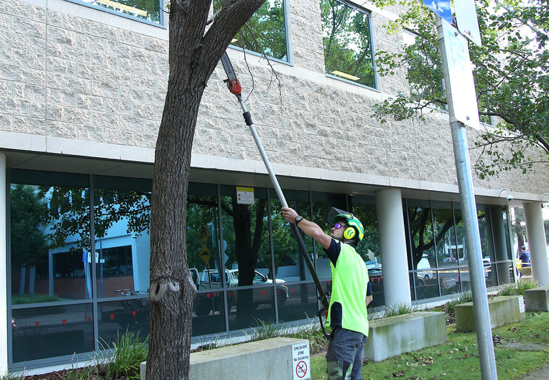 Tree pruning in Canberra – Pro Arb Trees