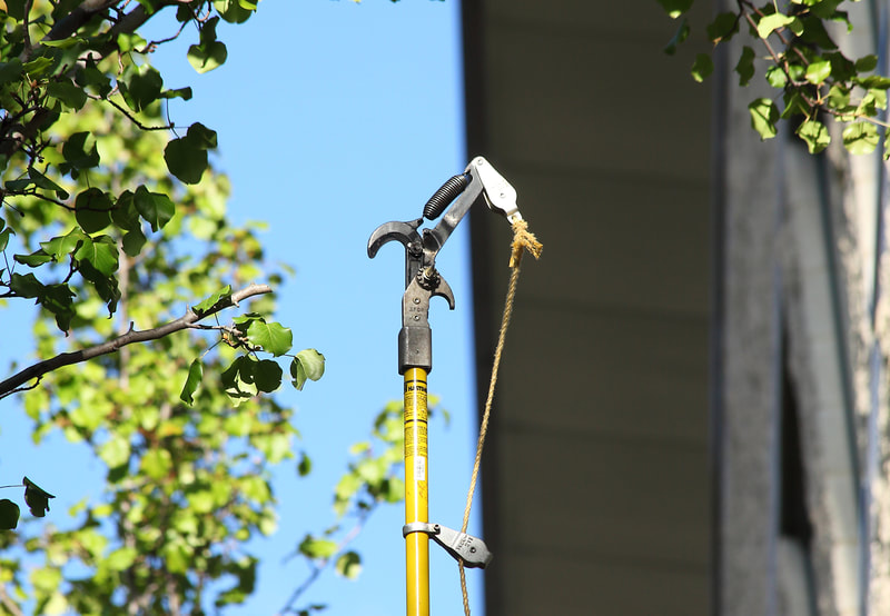 extended tree lopper, tree pruning in Canberra