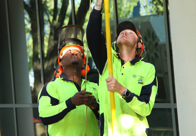 Tree pruning in Canberra – team work