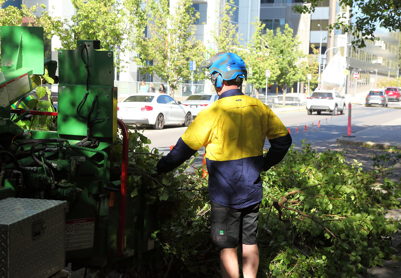 Tree pruning in Canberra – green waste removal