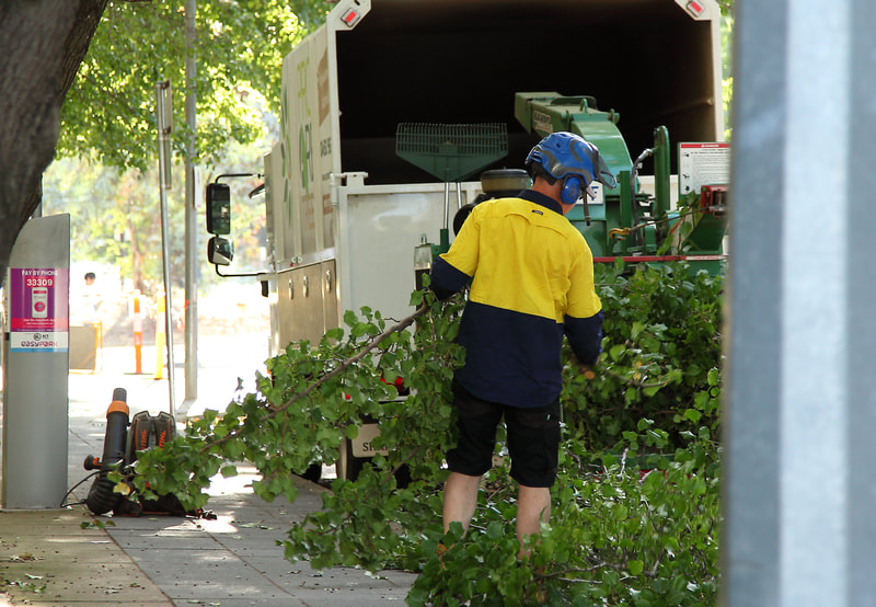 Tree pruning in Canberra – green waste removal