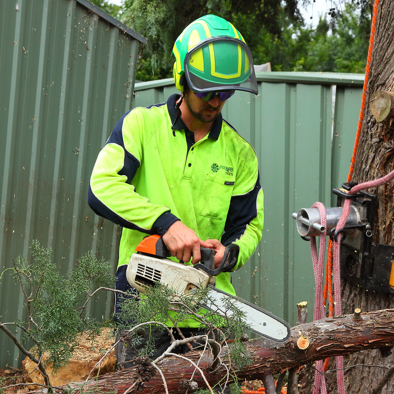 Professional Tree Arborist cutting a tree with a chainsaw in Canberra