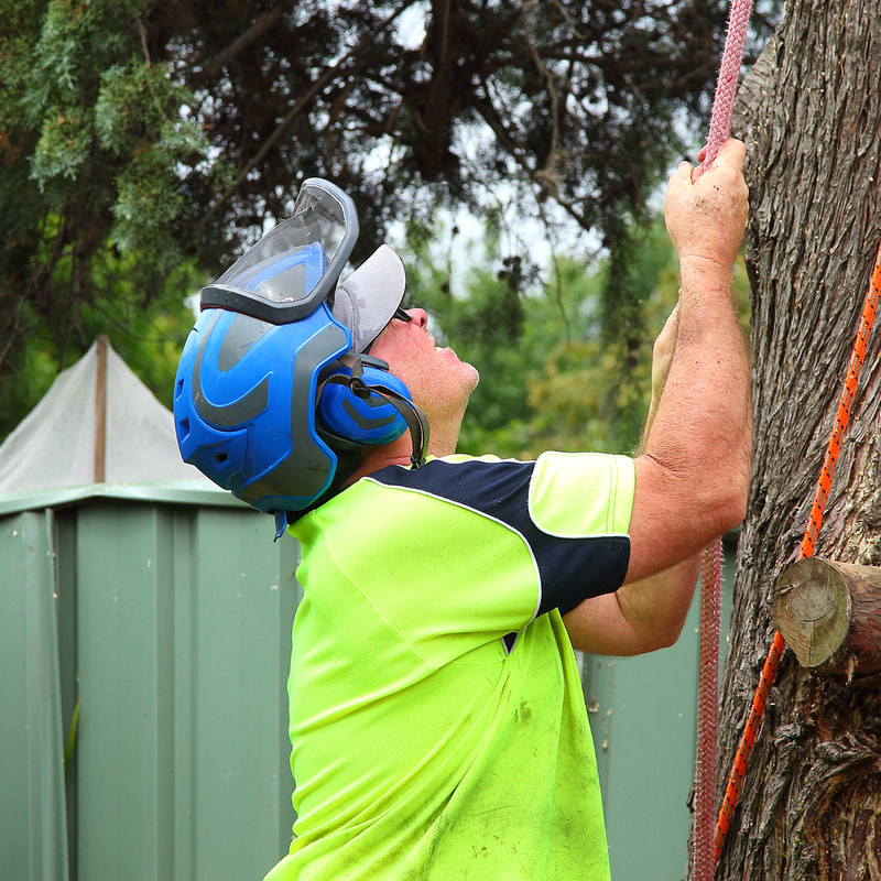 Canberra's large tree removals specialists Pro Arb Trees lowering a large cut tree limb