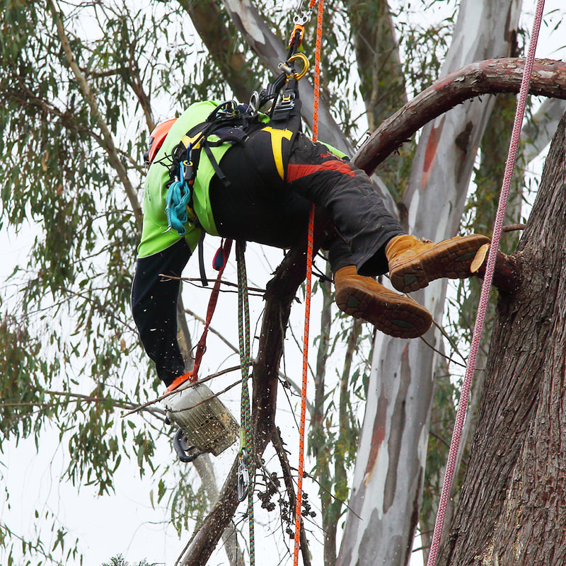 Canberra's tree removals specialists Pro arb Trees removing a tree one limb at a time