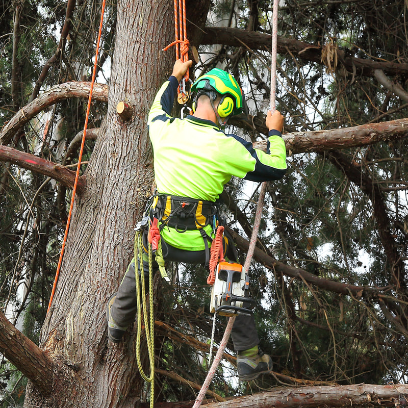 Pro Arb Trees, Canberra Tree removalists, tree climber with top rigging