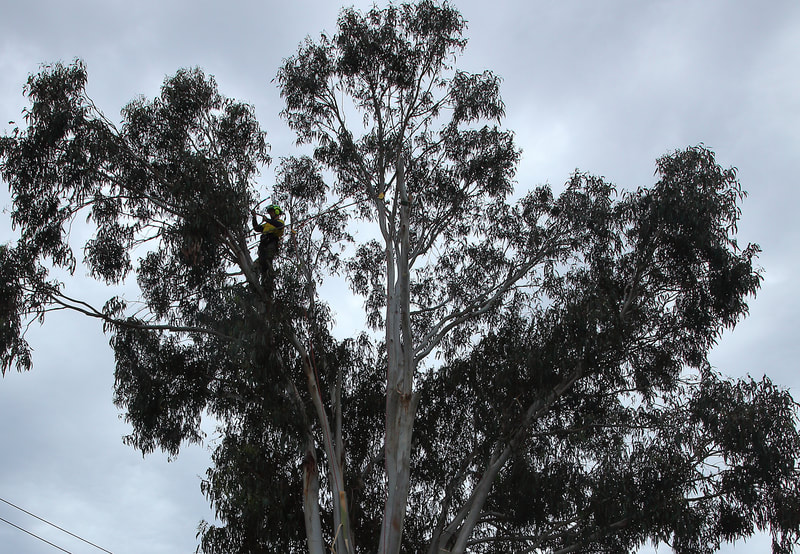 Canberra Tree Removal: Large Blue Gum Tree