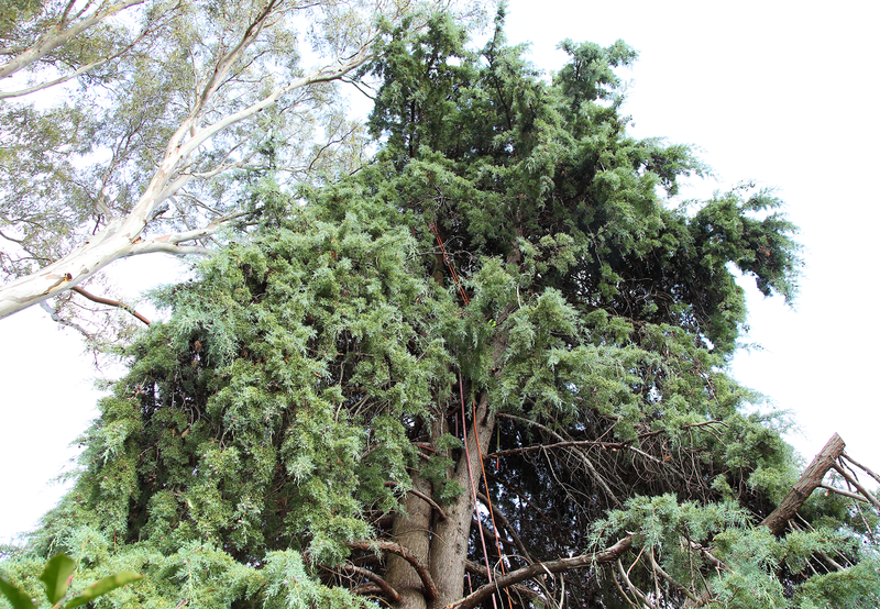 Canberra Tree Removal: Arizona Cypress