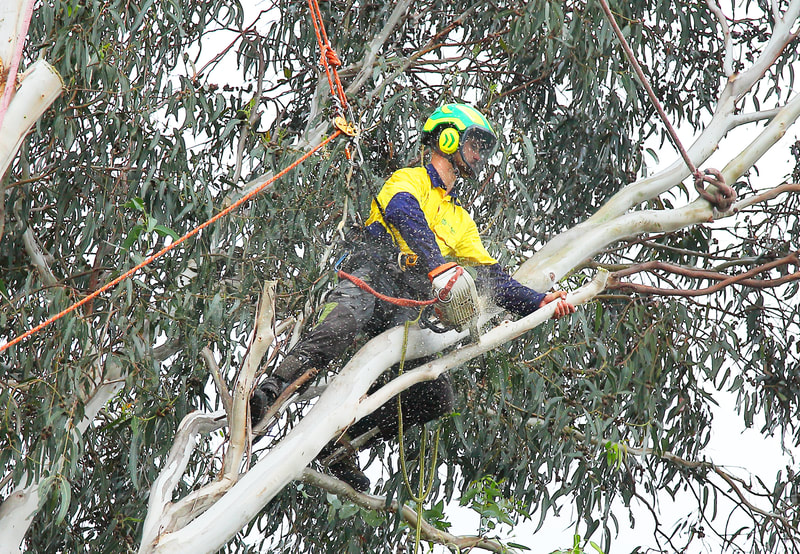 Canberra Tree Removal: Removing limbs first