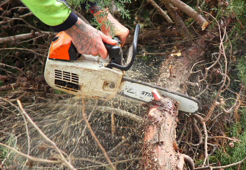 Canberra Tree Removal: chainsaw cutting tree limb