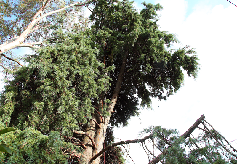 Canberra Tree Removal: Arizona Cypress