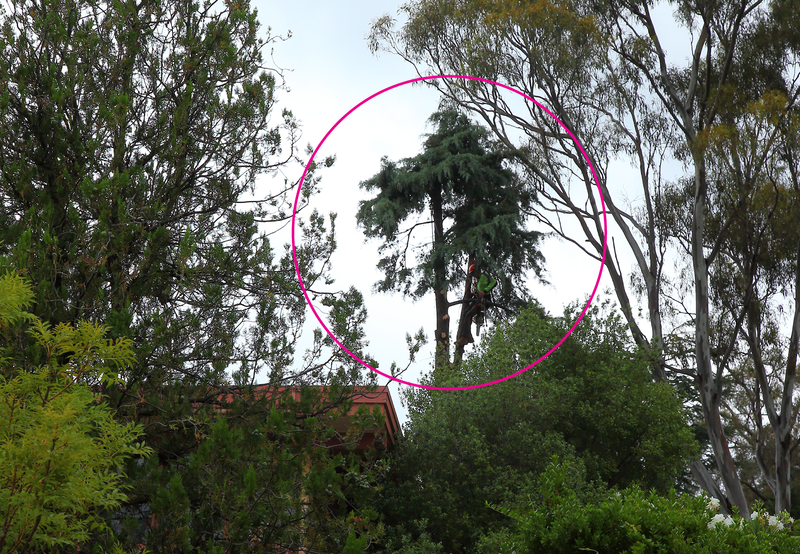 Canberra Tree Removal: Arizona Cypress Progress shot at the half way point