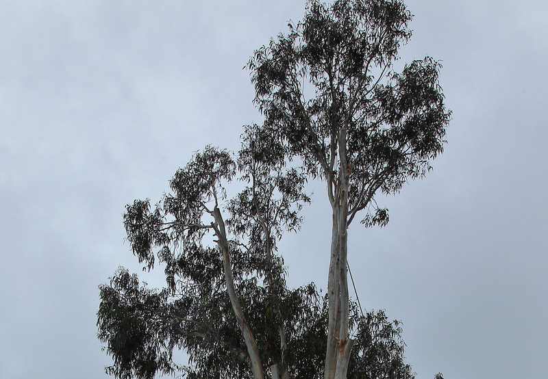 Canberra Tree Removal: Large Blue Gum Tree