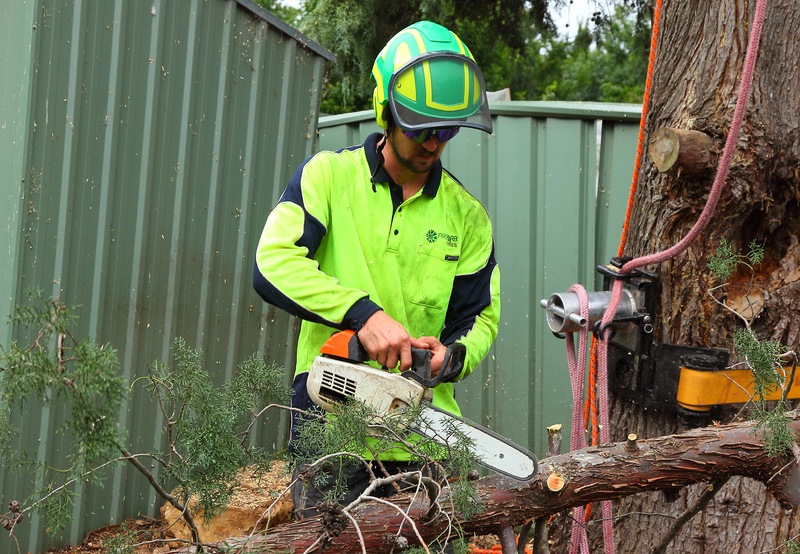 Canberra Tree Removal: ground workr with chainsaw