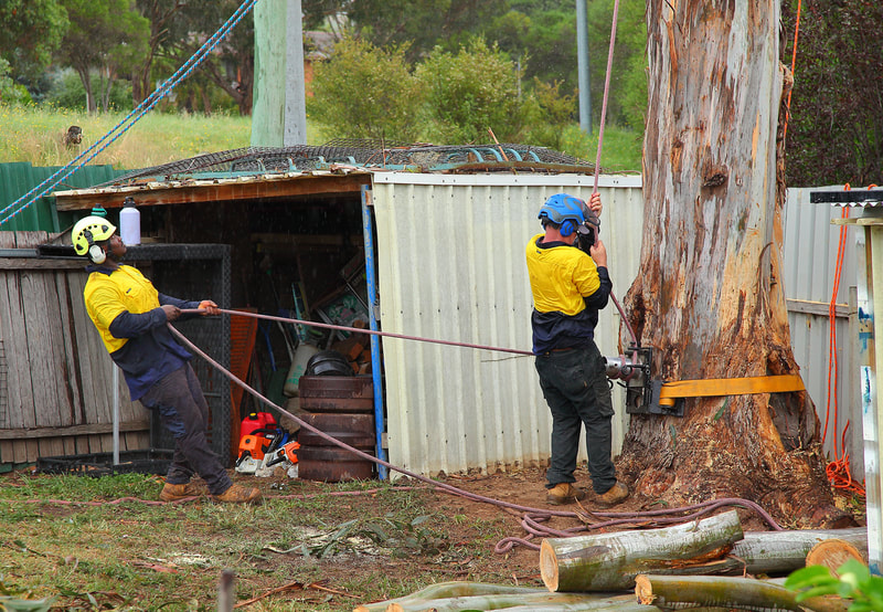 Canberra Tree Removal: Lowering large limbs