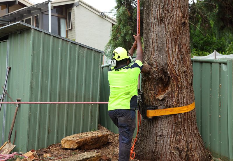 Canberra Tree Removal: loading up the the tree lowering bollard