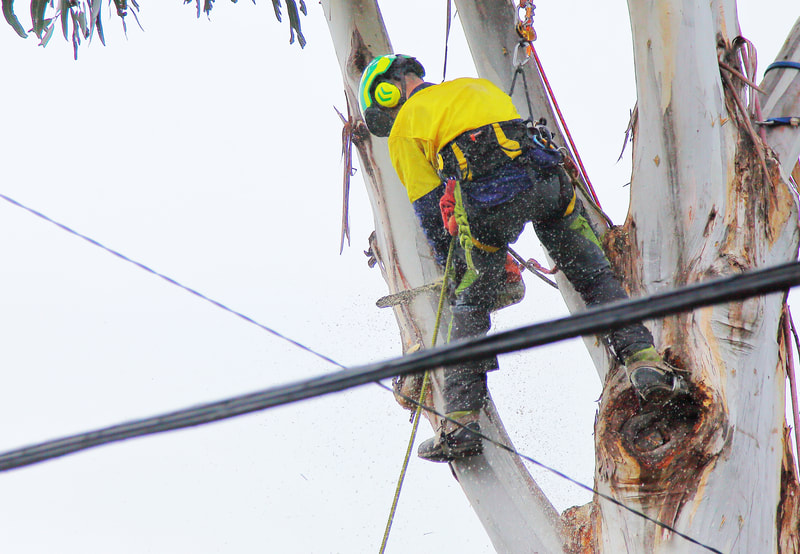 Canberra Tree Removal: Powerline work