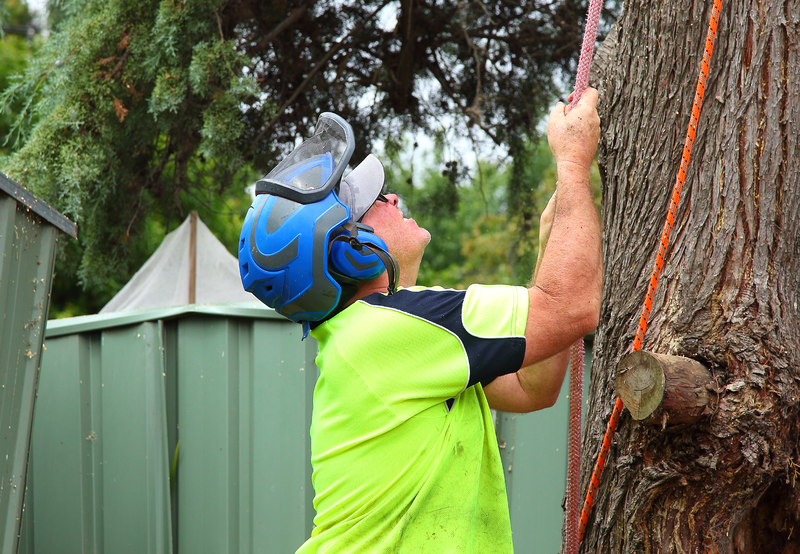 Canberra Tree Removal: loading up the winch