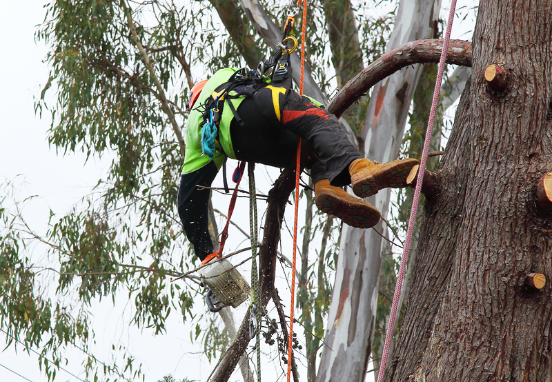 Canberra Tree Removal: tree climber cutting with chainsaw