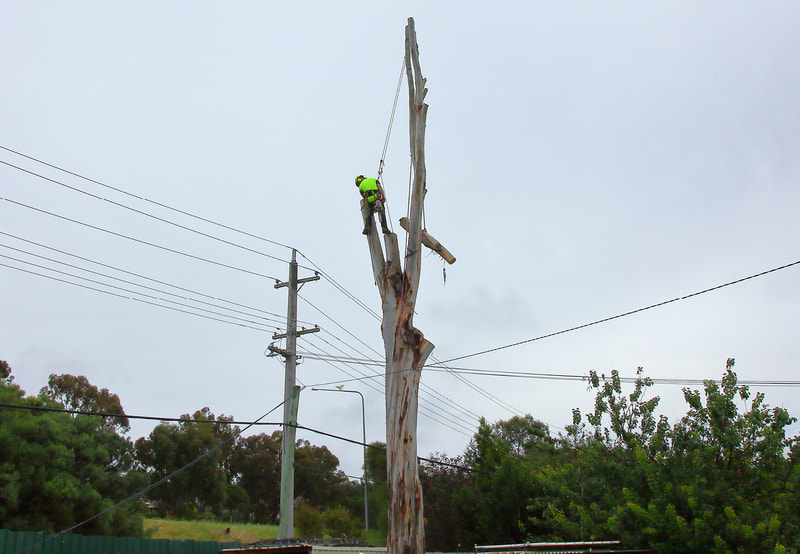 Canberra Tree Removal: Large Blue Gum Tree, powerline work