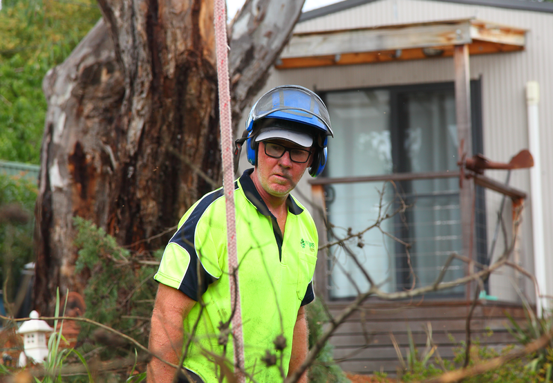 Canberra Tree Removal: ground work clean up