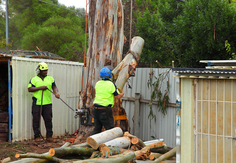 Canberra Tree Removal: lowering large tree limbs