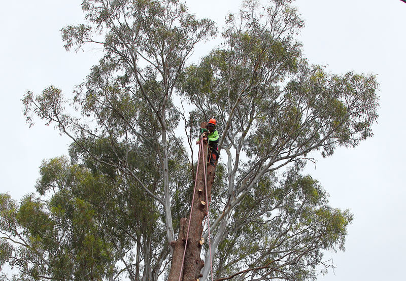 Canberra Tree Removal: tree climber with chainsaw