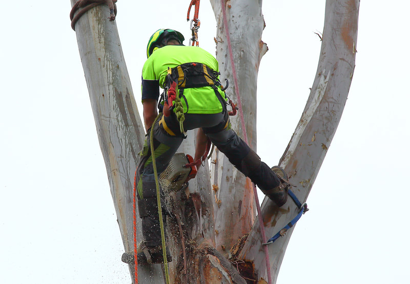 Canberra Tree Removal: chainsaw cutting tree