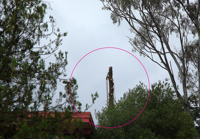 Canberra Tree Removal: Arizona Cypress with all its limbs removed, just the trunk to go