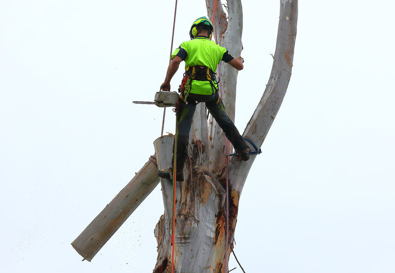 Canberra Tree Removal: lowering large tree piece