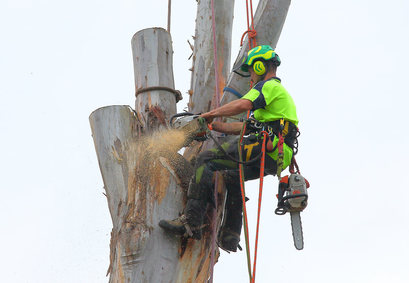 Canberra Tree Removal: Chainsaw work