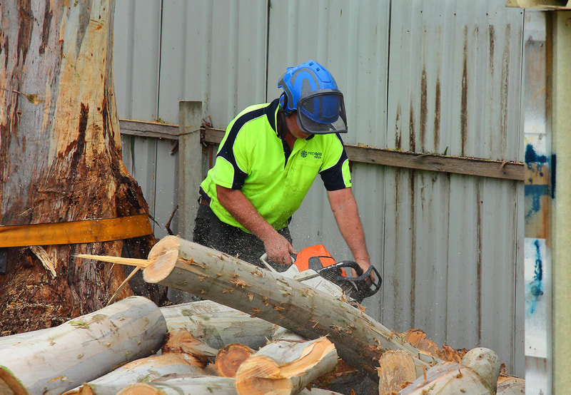 Canberra Tree Removal: ground work with chainsaw.