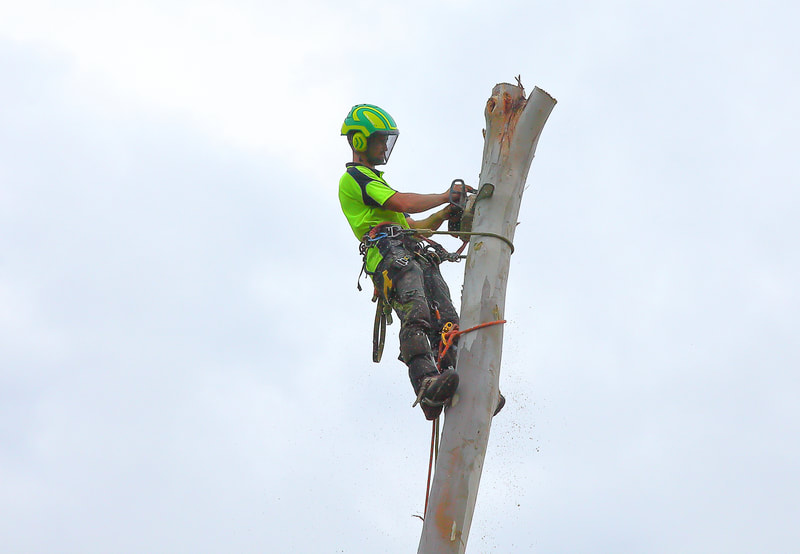 Canberra Tree Removal: chainsaw work