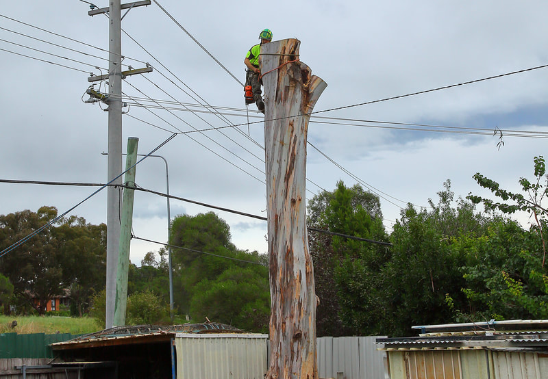 Canberra Tree Removal: chainsaw removing the trunk of the tree