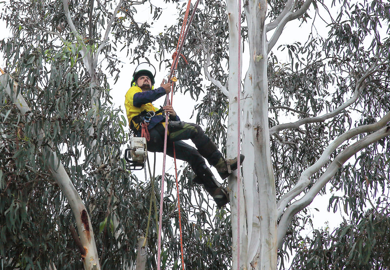 Canberra Tree Removal: Climber in Large Blue Gum Tree