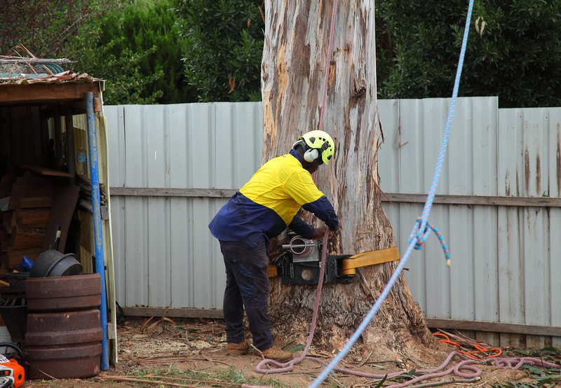 Canberra Tree Removal: Lowering Bollard