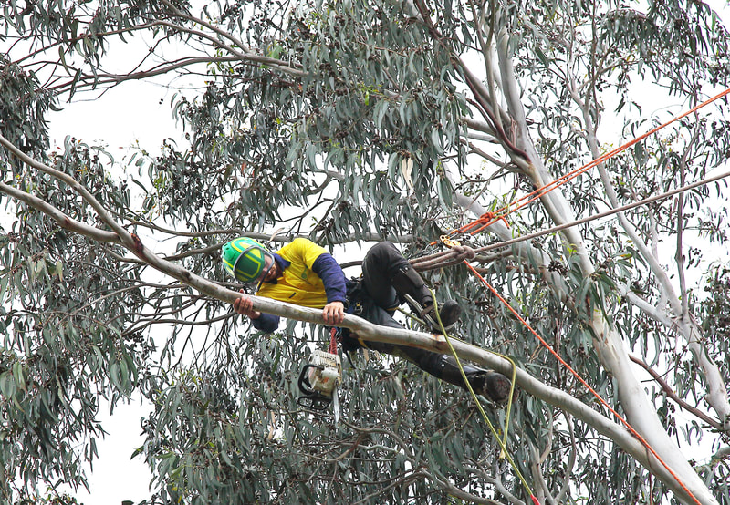 Canberra Tree Removal: Tree climber
