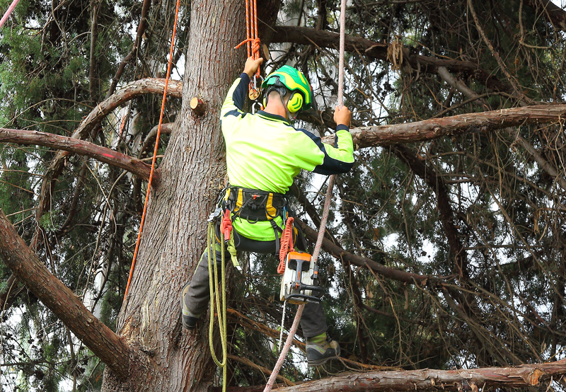 Canberra Tree Removal: tree climber with chainsaw