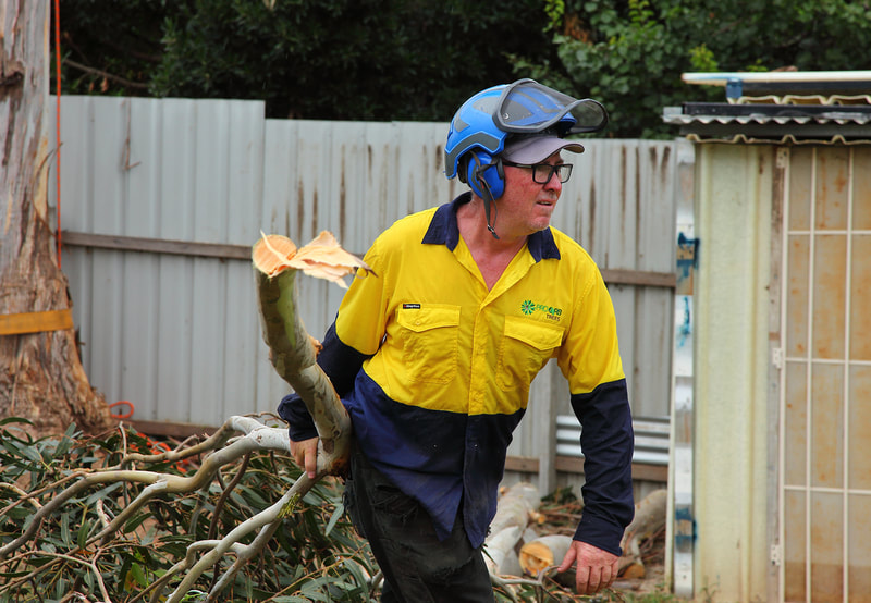 Canberra Tree Removal: Removing Foliage