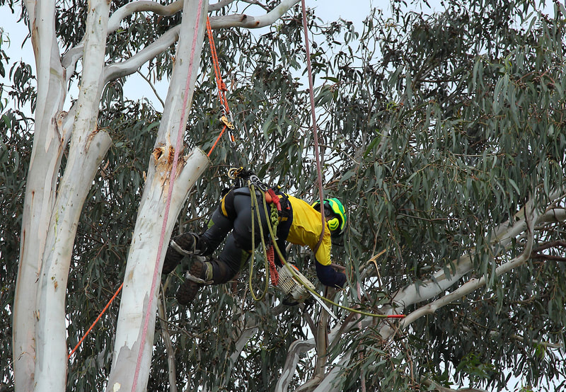 Canberra Tree Removal: Removing foliage