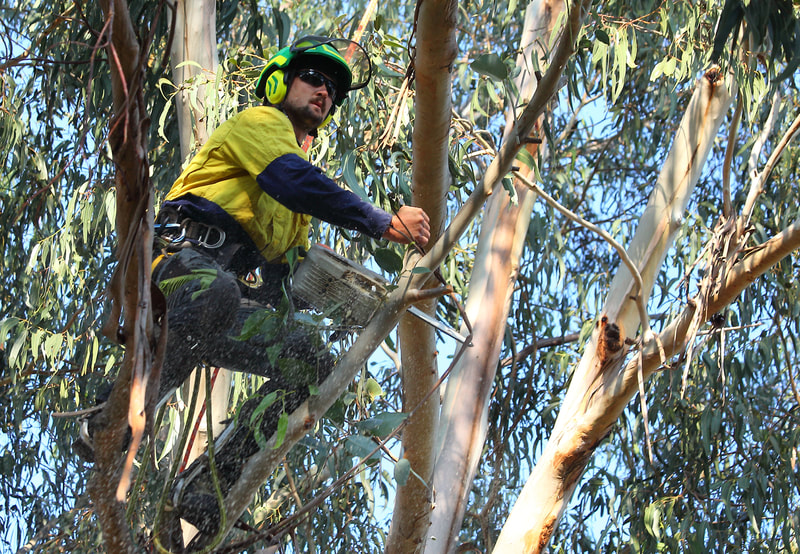 Canberra tree removal in Weston, Isaac cutting