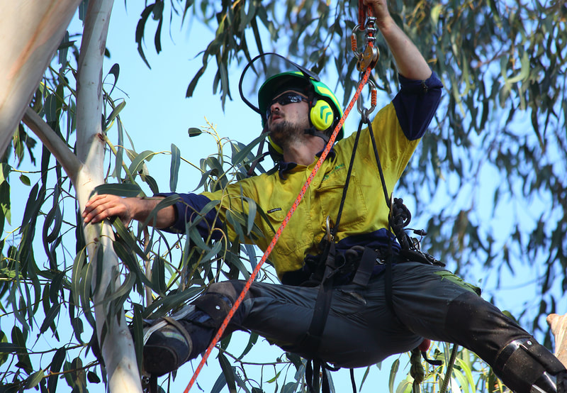Canberra tree removal in Weston, Isaac climbing