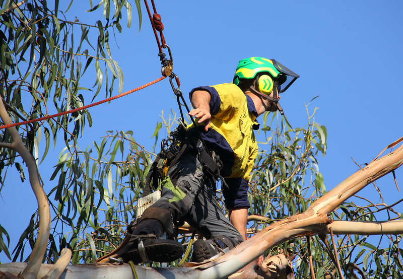 Canberra tree removal in Weston, Isaac supported by his harness