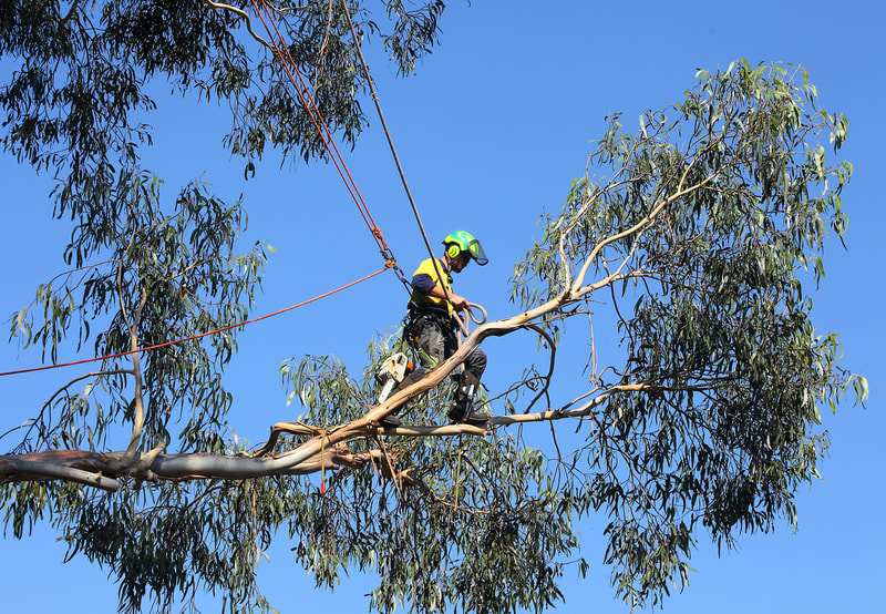 Canberra tree removal in Weston, Isaac out on a limb