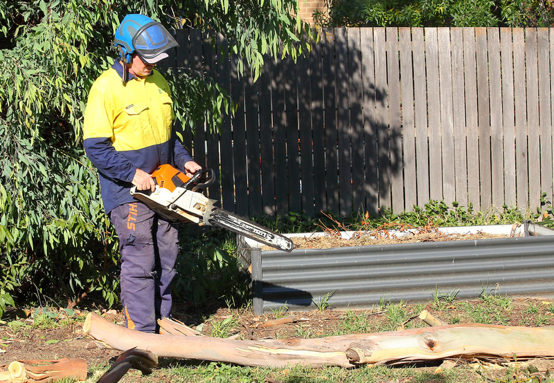 Canberra tree removal in Weston, Tony cutting up some ground wood
