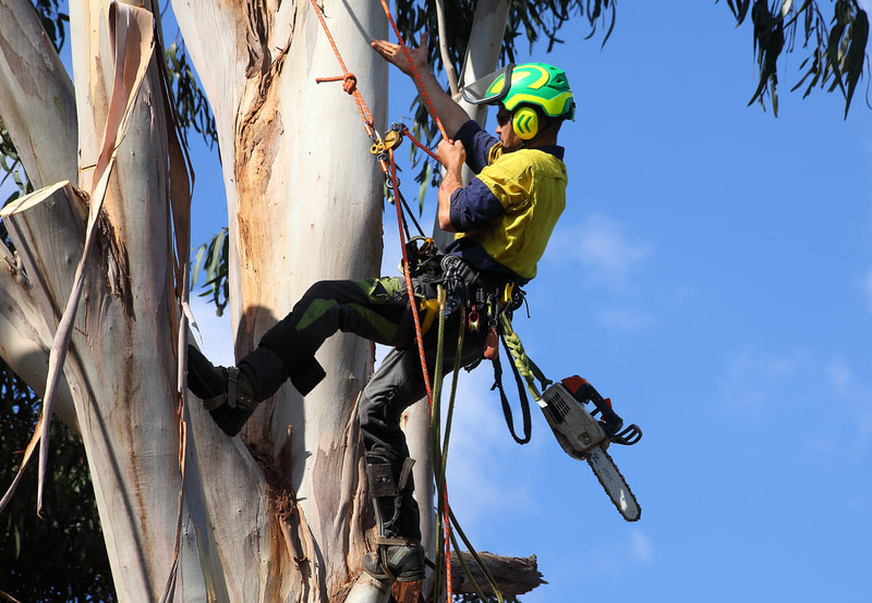 Canberra tree removal in Weston, Isaac climbing