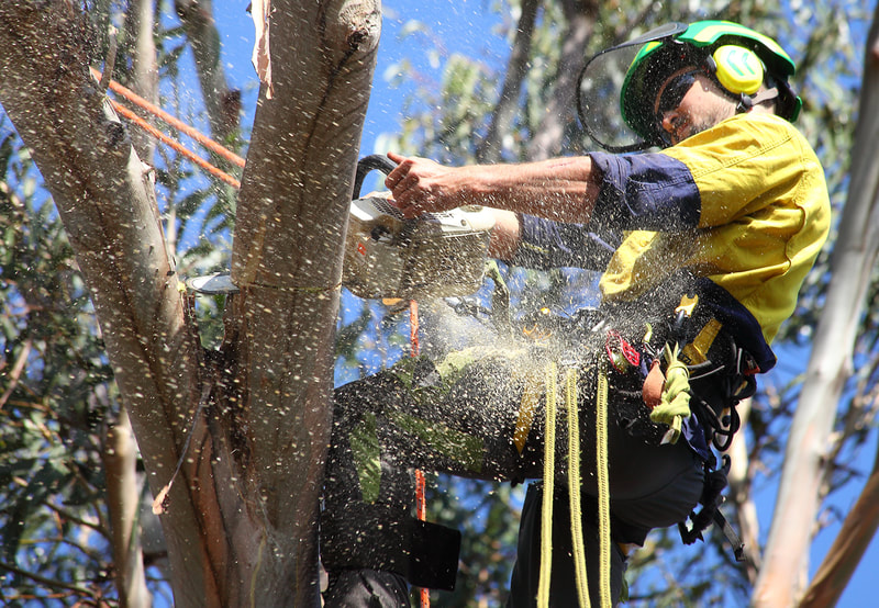 Canberra tree removal in Weston, Isaac cutting