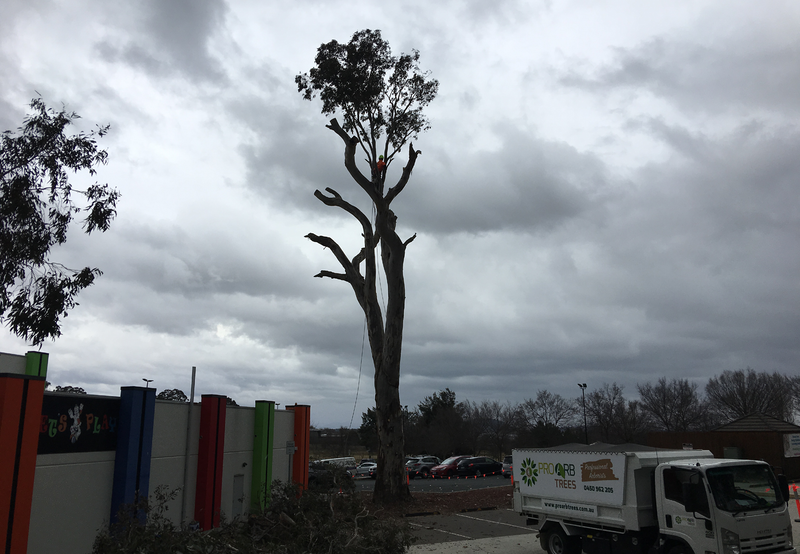 Habitat tree Canberra – Pro Arb Trees